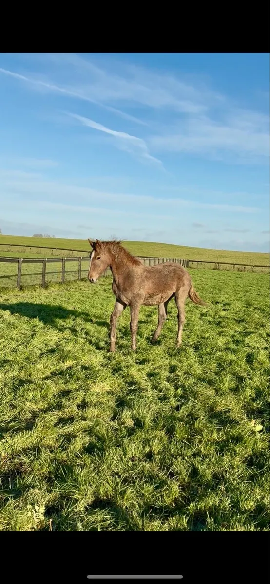 Rid filly foal - Image 2