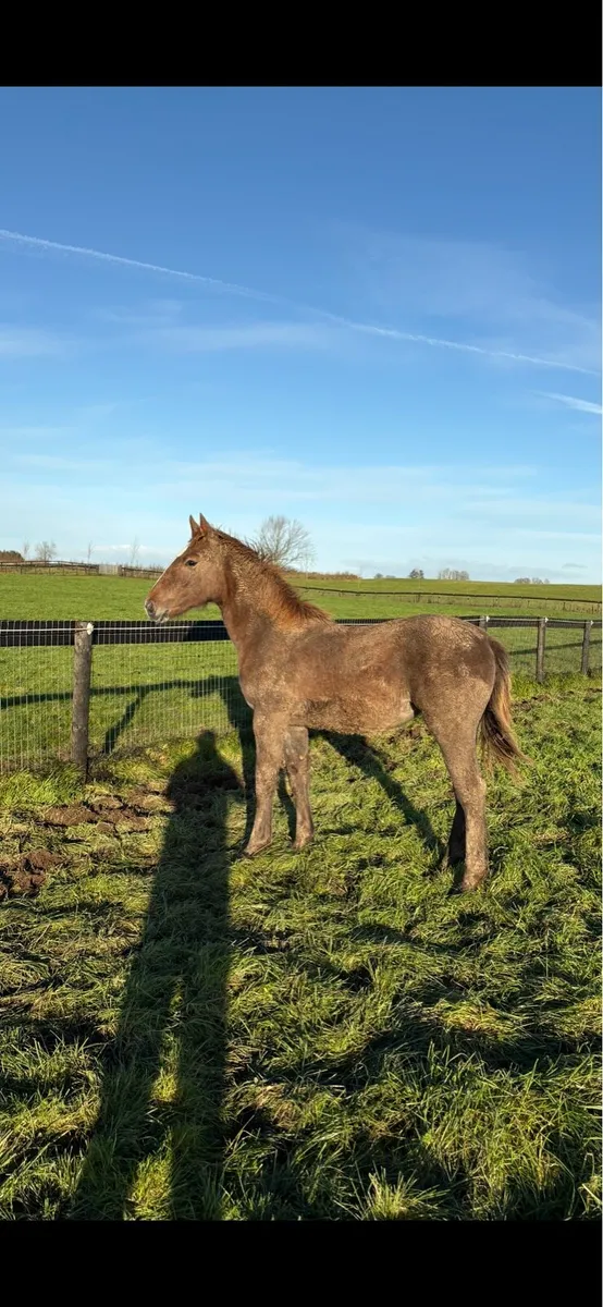 Rid filly foal - Image 4