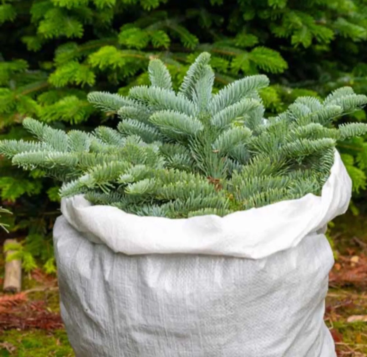 Bags of foliage - Image 4