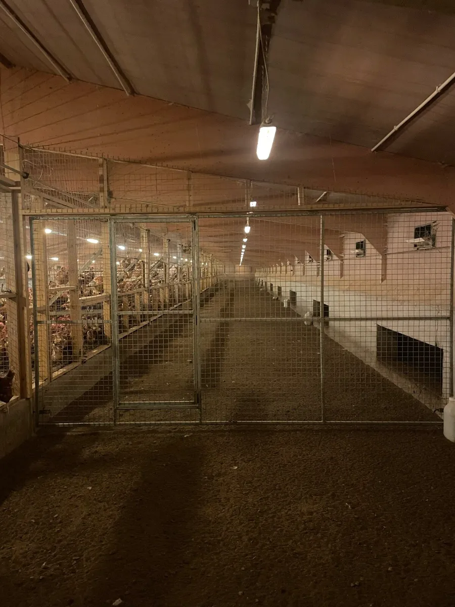 Poultry equipment - Image 2