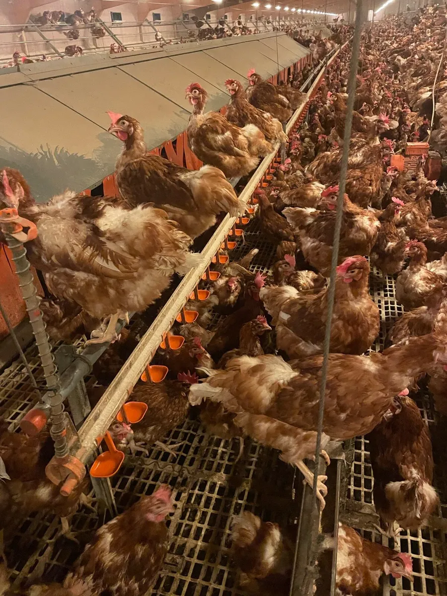 Poultry equipment - Image 3