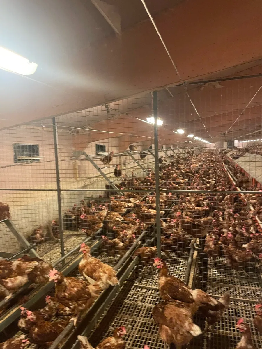 Poultry equipment - Image 4