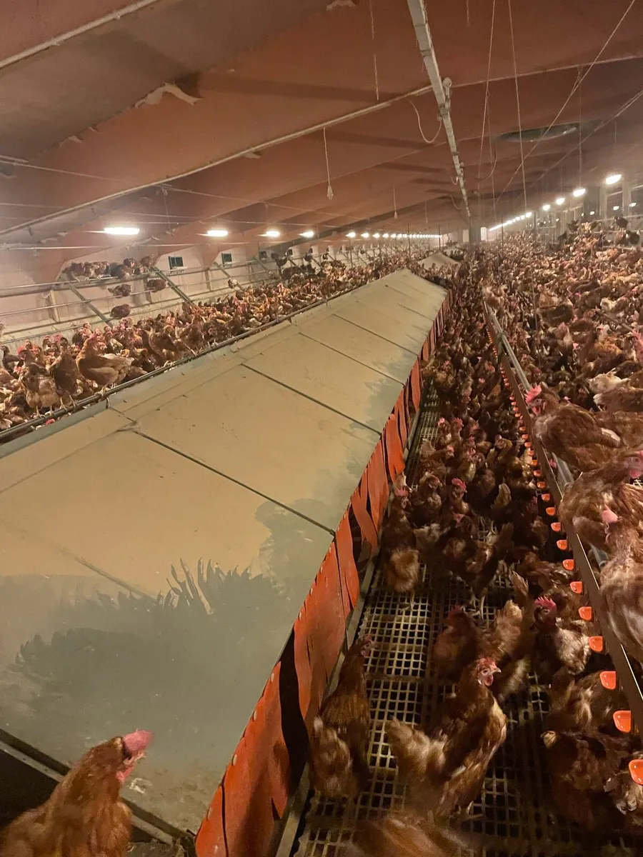 Poultry equipment - Image 1