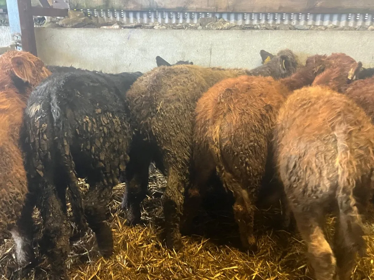 U grade 300 kg limosin bulls - Image 1