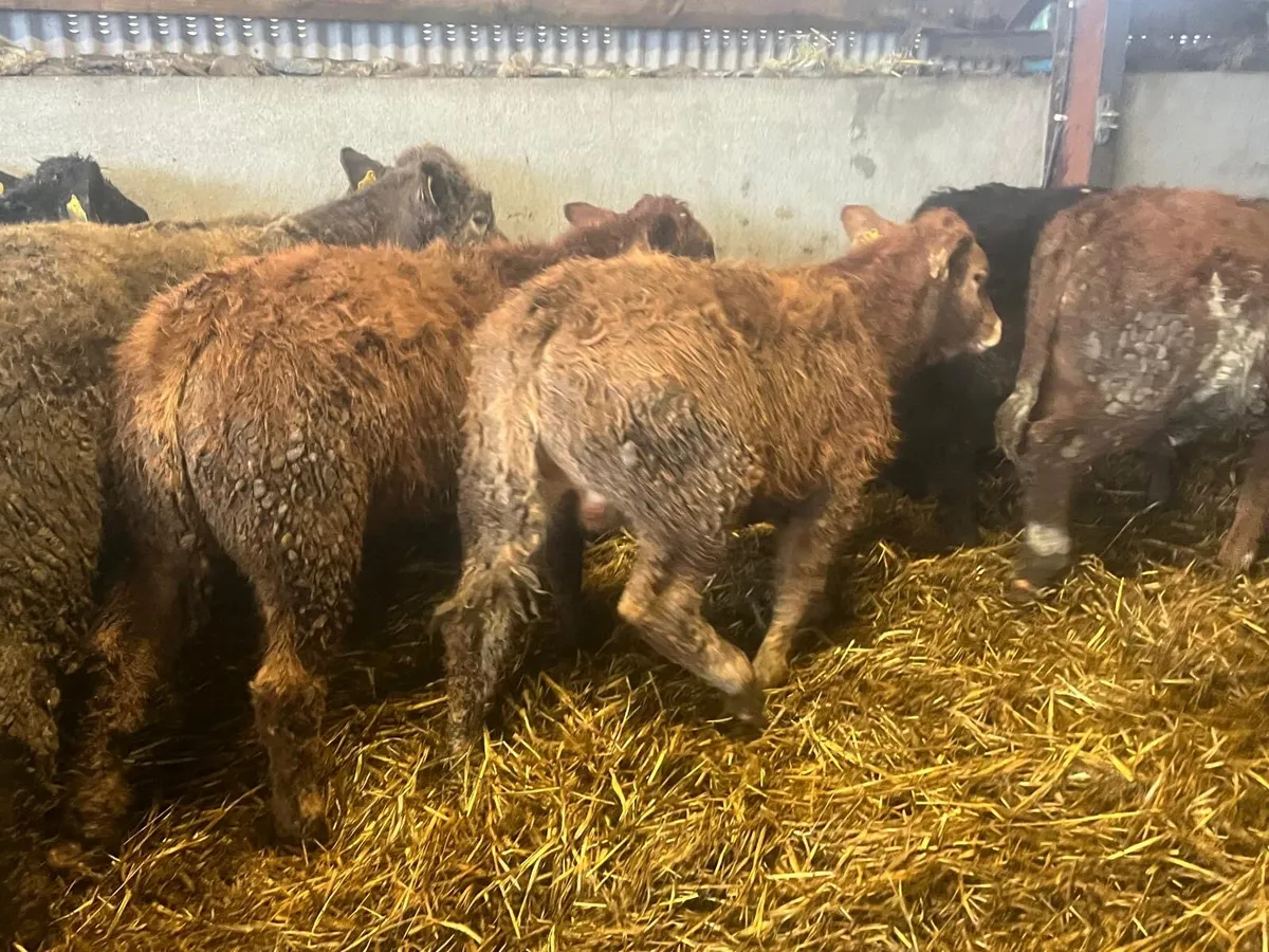 U grade 300 kg limosin bulls - Image 2