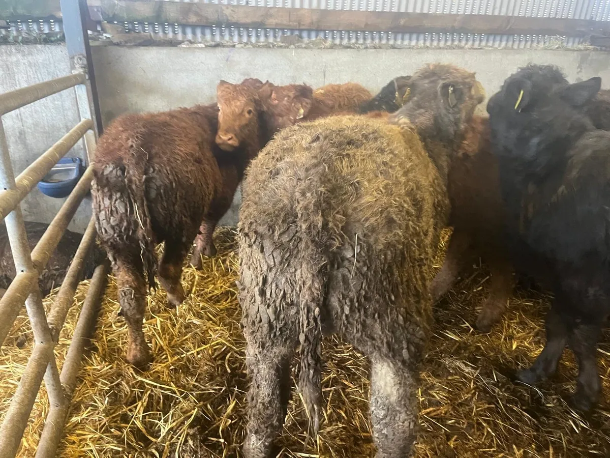 U grade 300 kg limosin bulls - Image 3