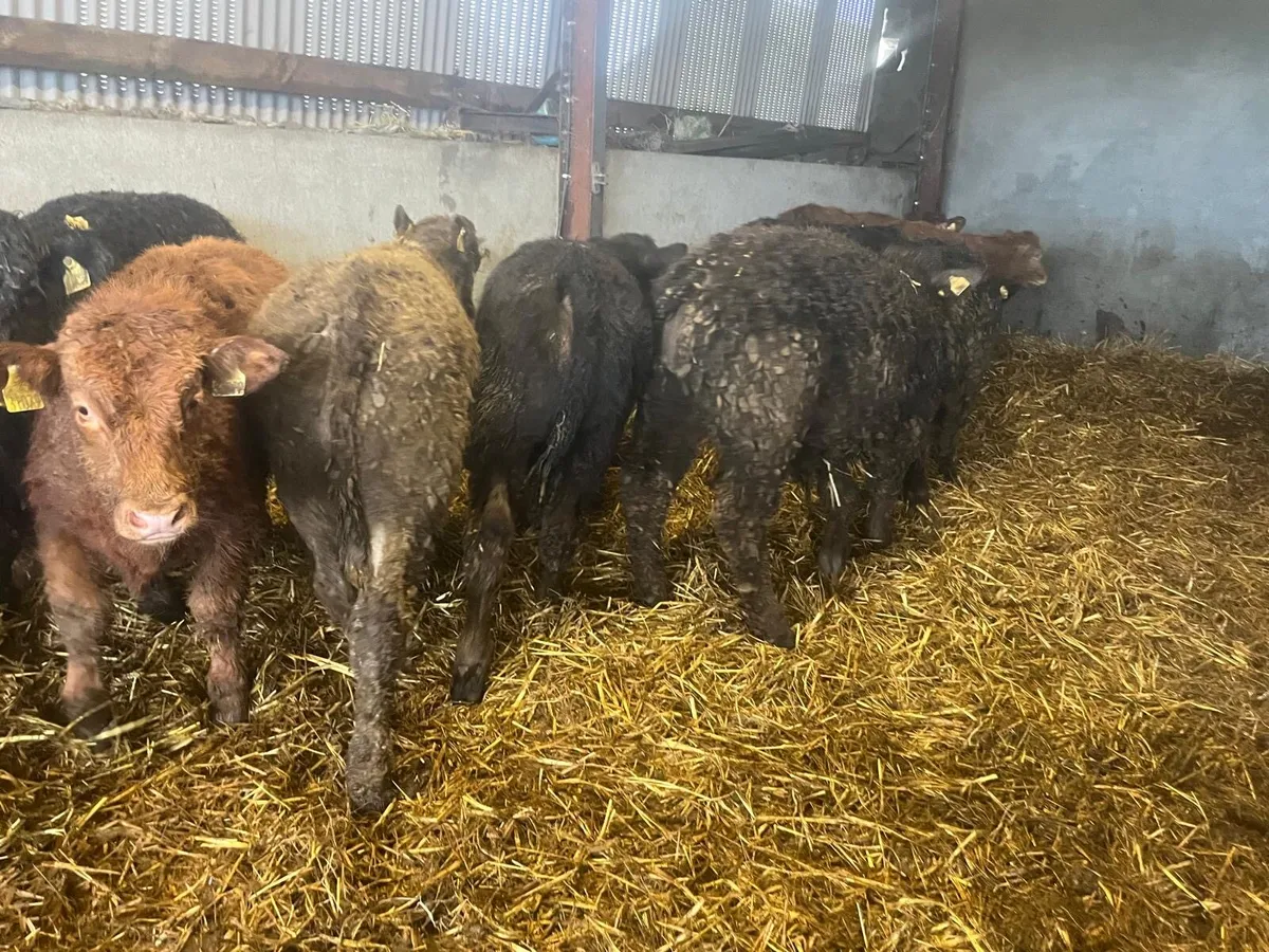 U grade 300 kg limosin bulls - Image 4