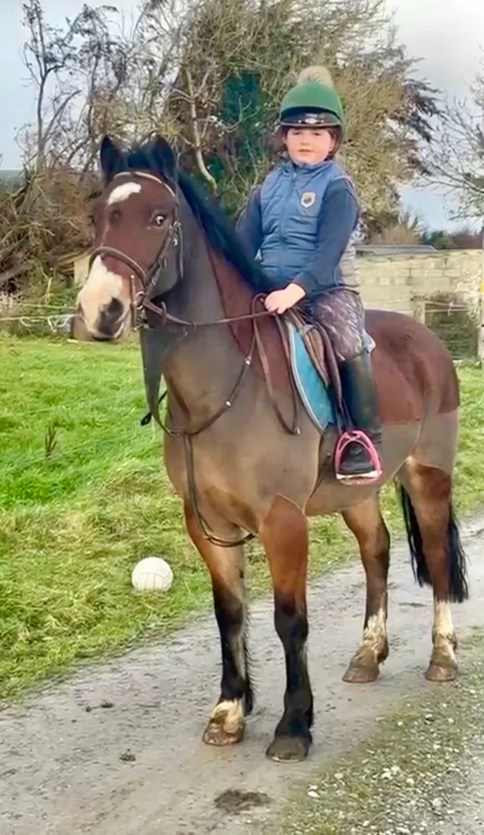 Lot 206 Clifden Fri 14hh all rounder pony - Image 1