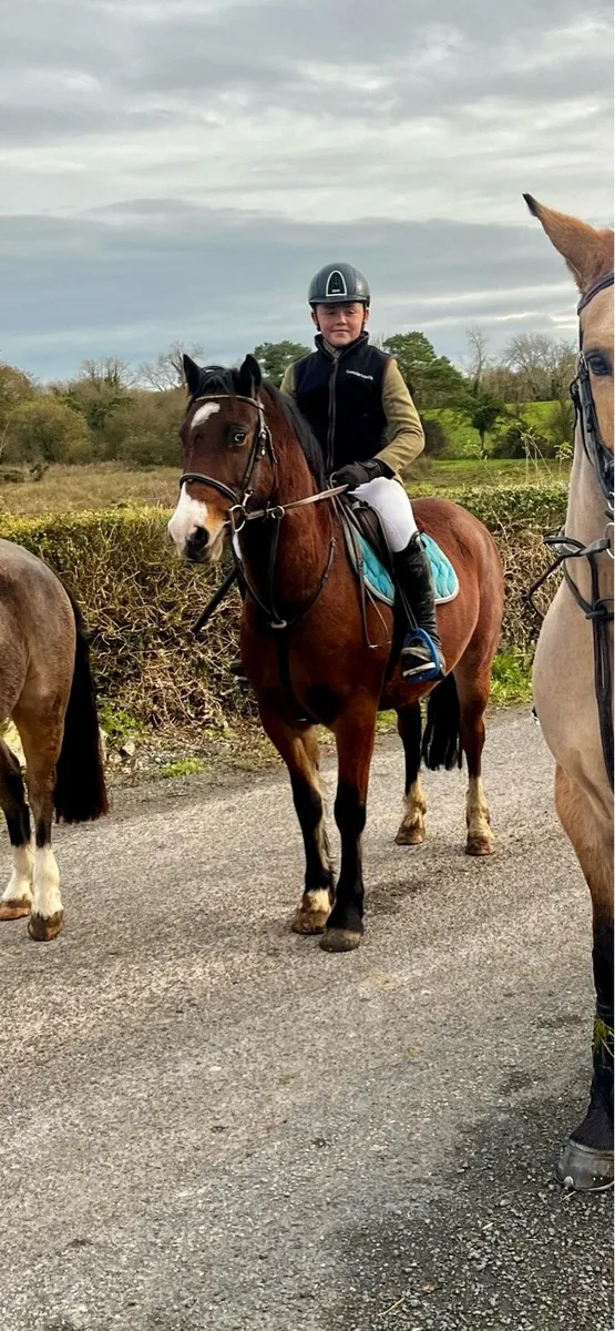 Lot 206 Clifden Fri 14hh all rounder pony - Image 3