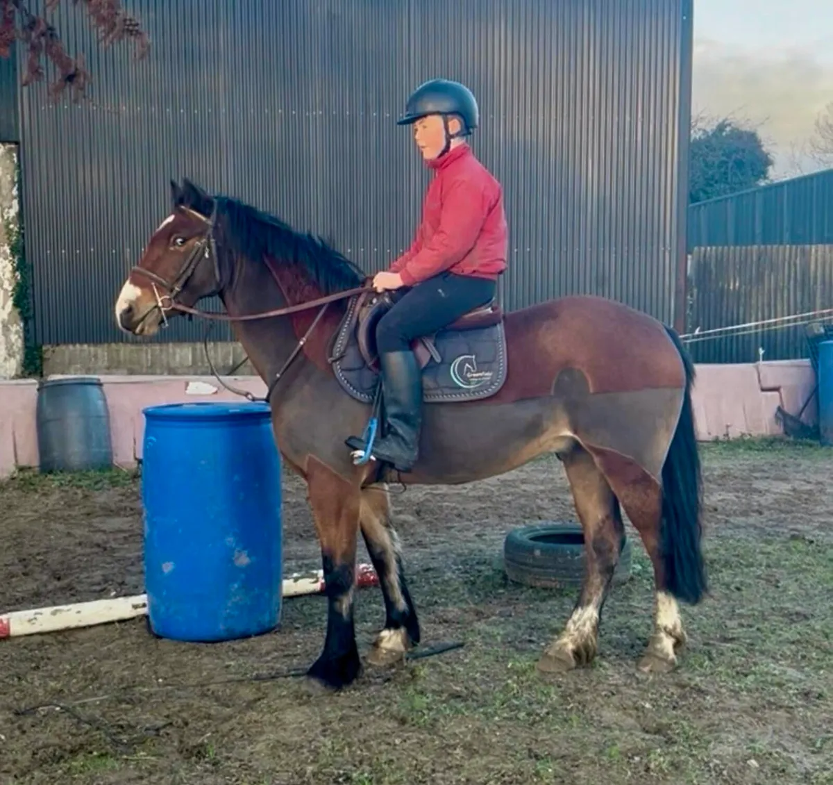 Lot 206 Clifden Fri 14hh all rounder pony - Image 4