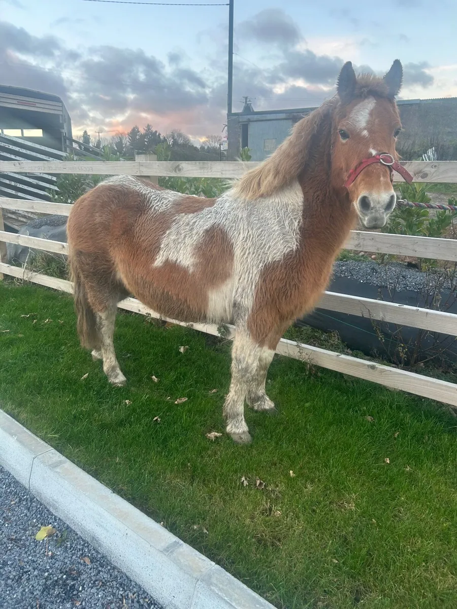 Mare pony broken ridding in foal - Image 2
