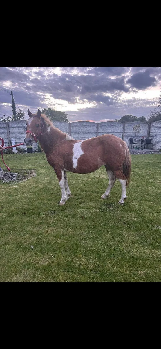Mare pony broken ridding in foal - Image 1