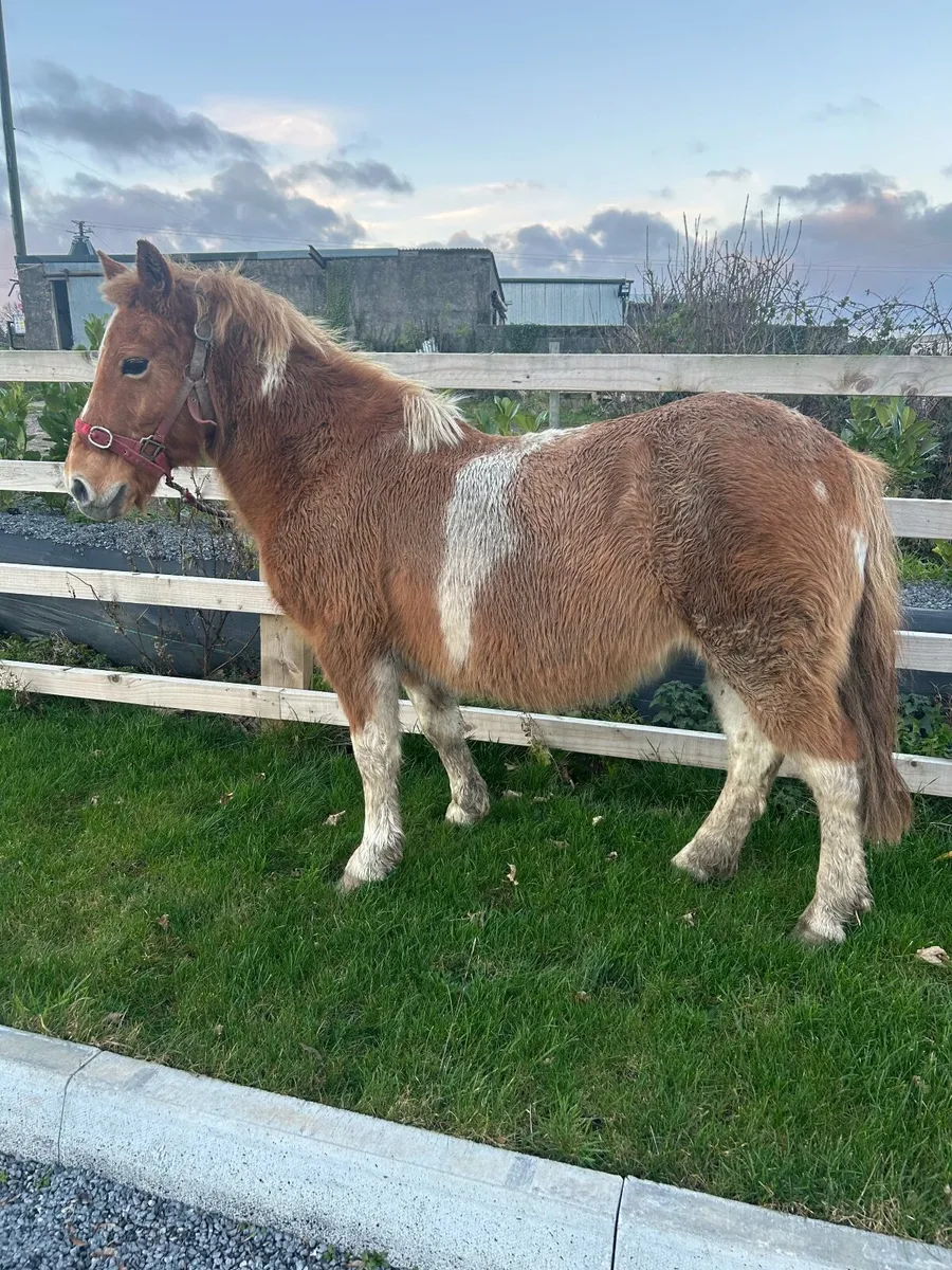 Mare pony broken ridding in foal - Image 3