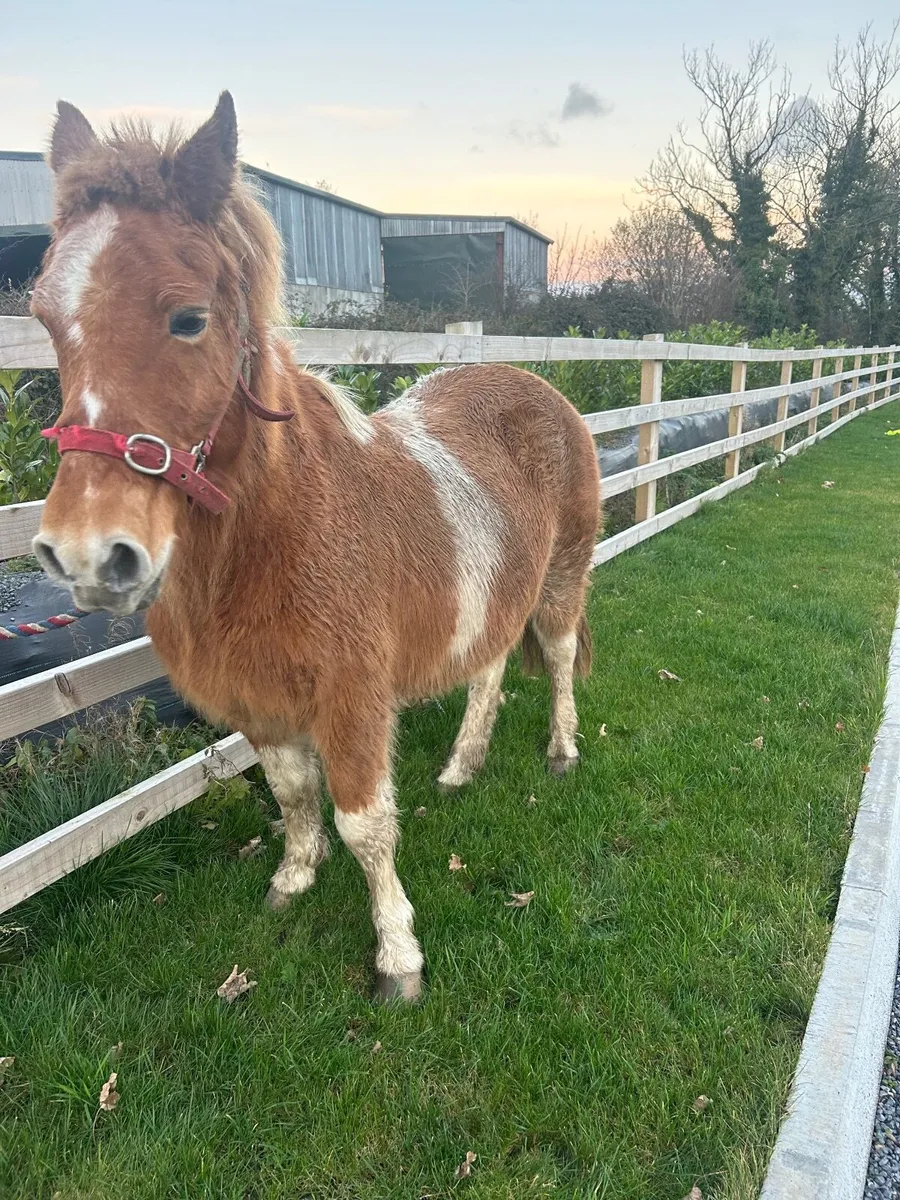 Mare pony broken ridding in foal - Image 4