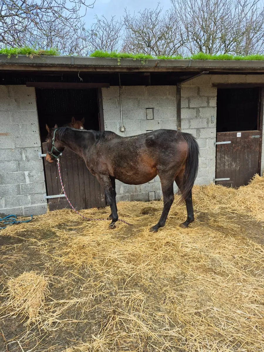 Mares in Foal - Image 1