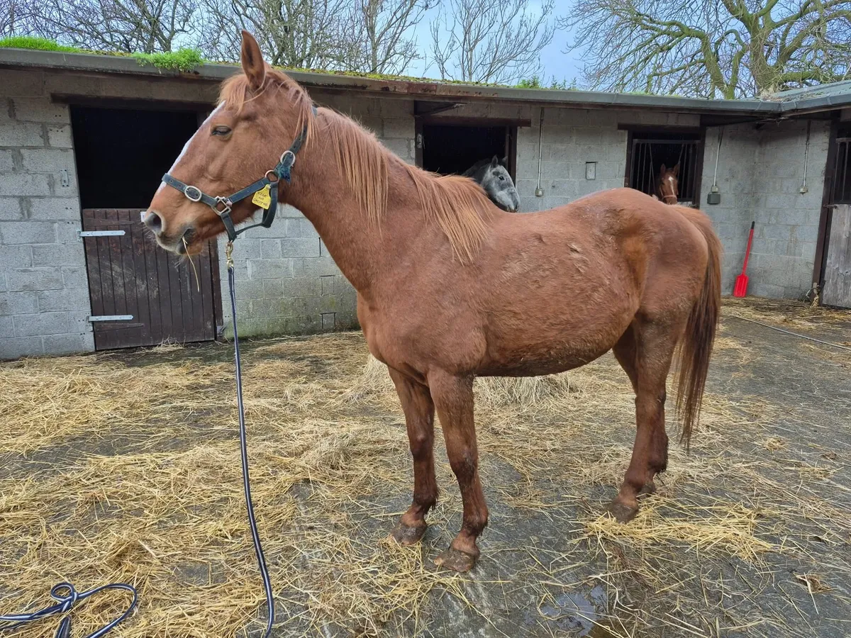 Mares in Foal - Image 2