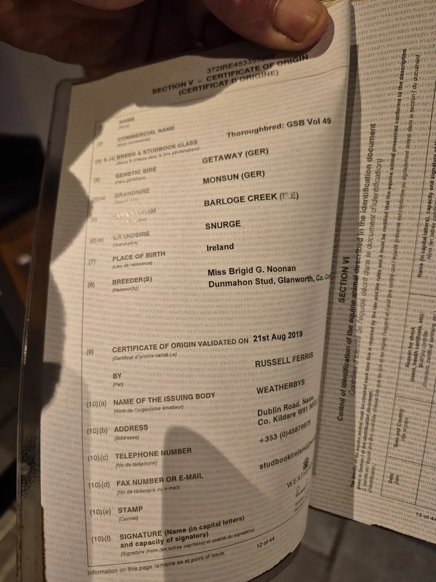 Mares in Foal - Image 3