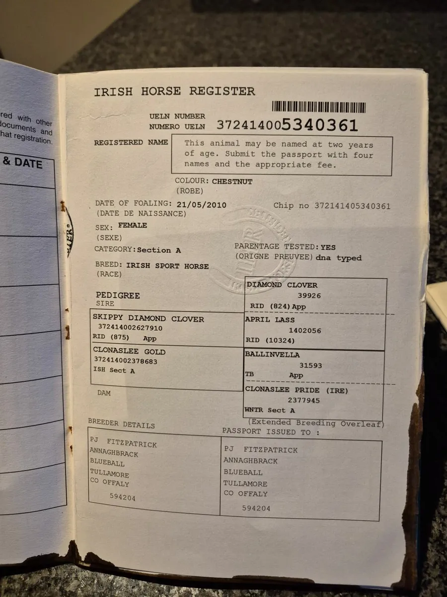 Mares in Foal - Image 4