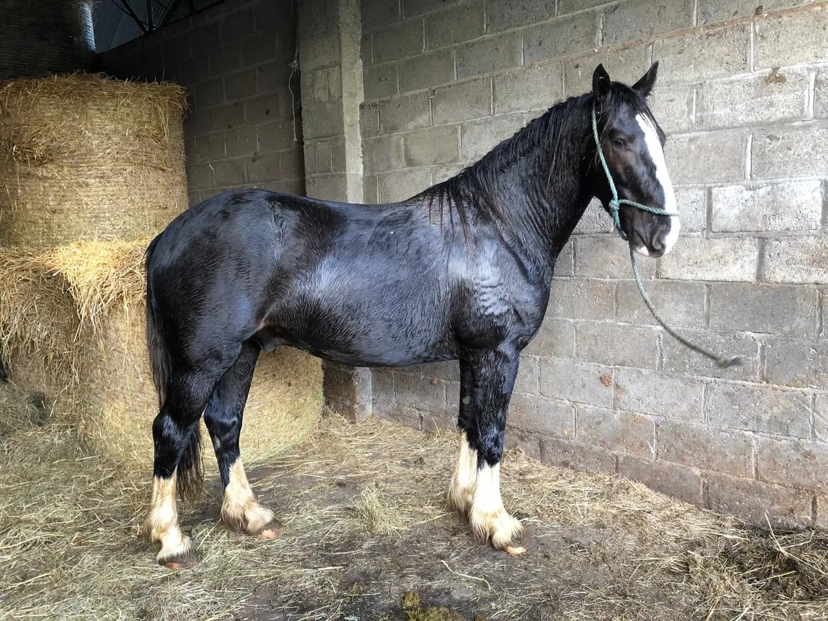 15.3 Gelding - Image 1