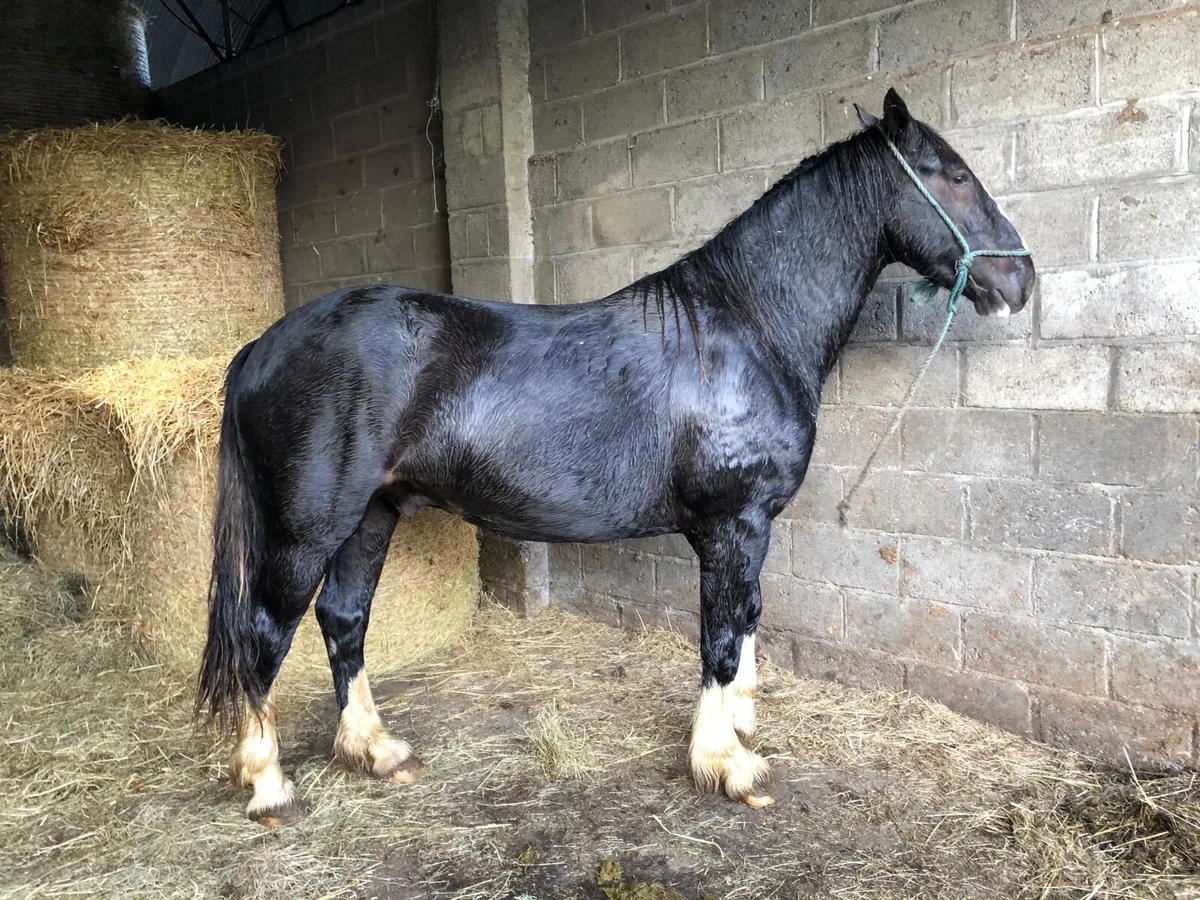 15.3 Gelding - Image 2