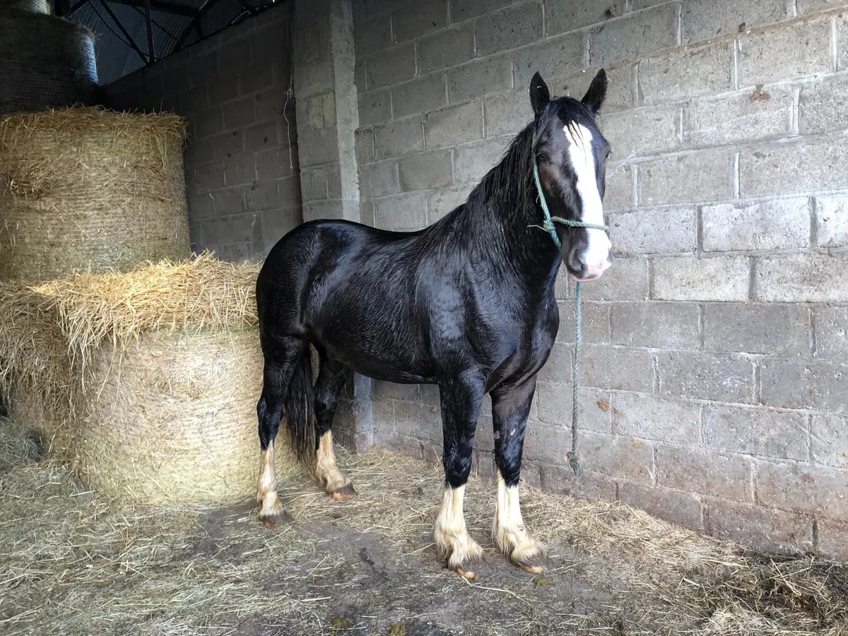 15.3 Gelding - Image 3