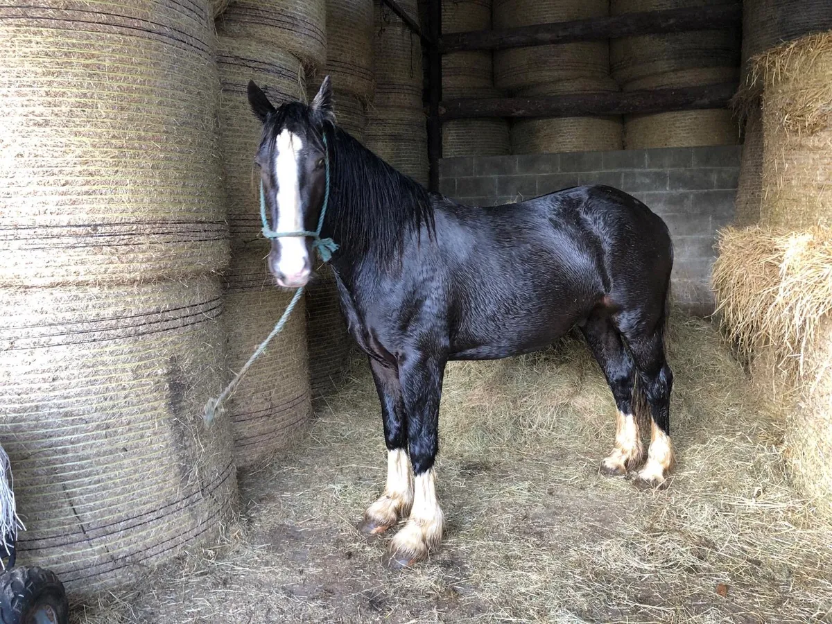 15.3 Gelding - Image 4