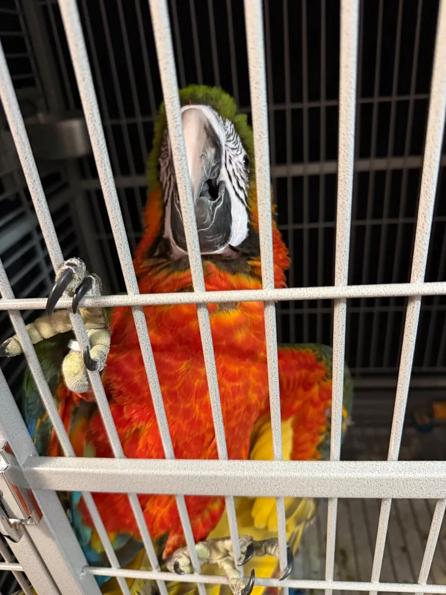 Harlequin Macaw part - Image 2