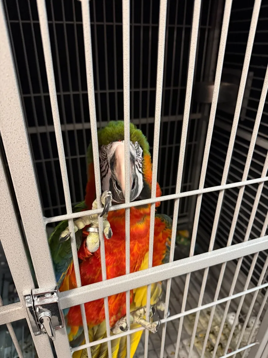 Harlequin Macaw part - Image 3