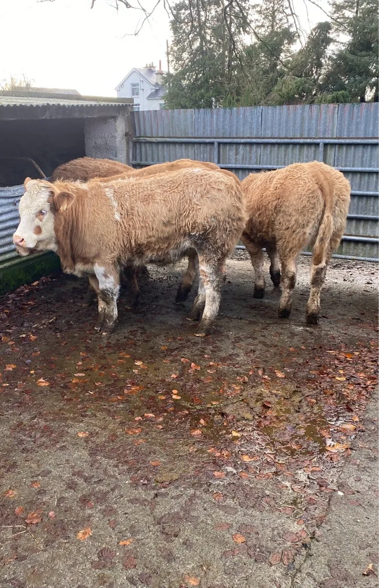 Charolais heifer weanlings - Image 1