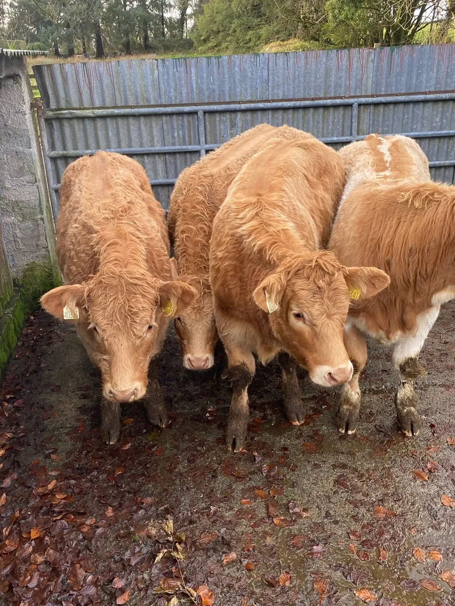 Charolais heifer weanlings - Image 2