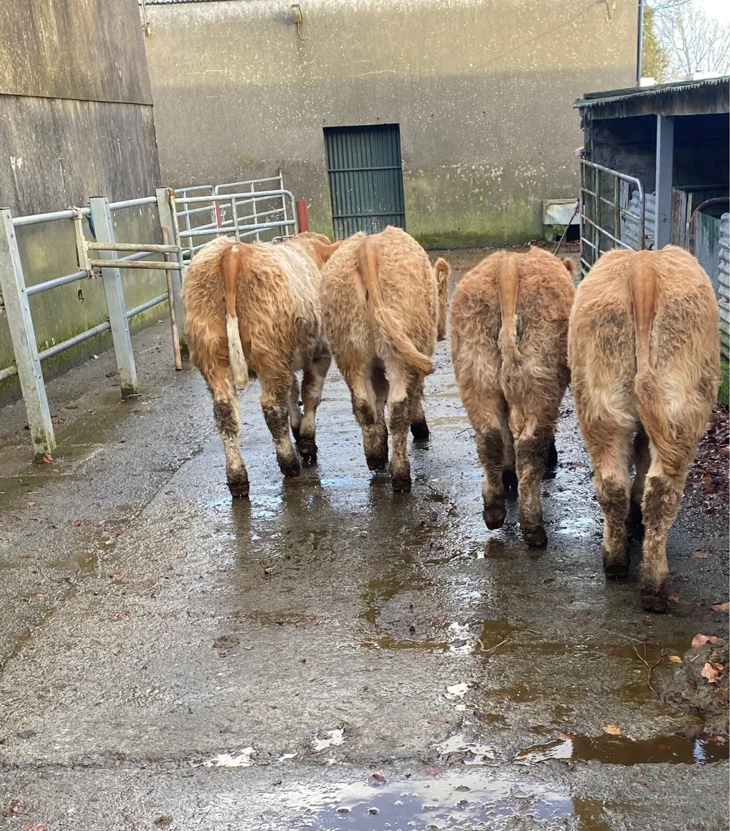 Charolais heifer weanlings - Image 3