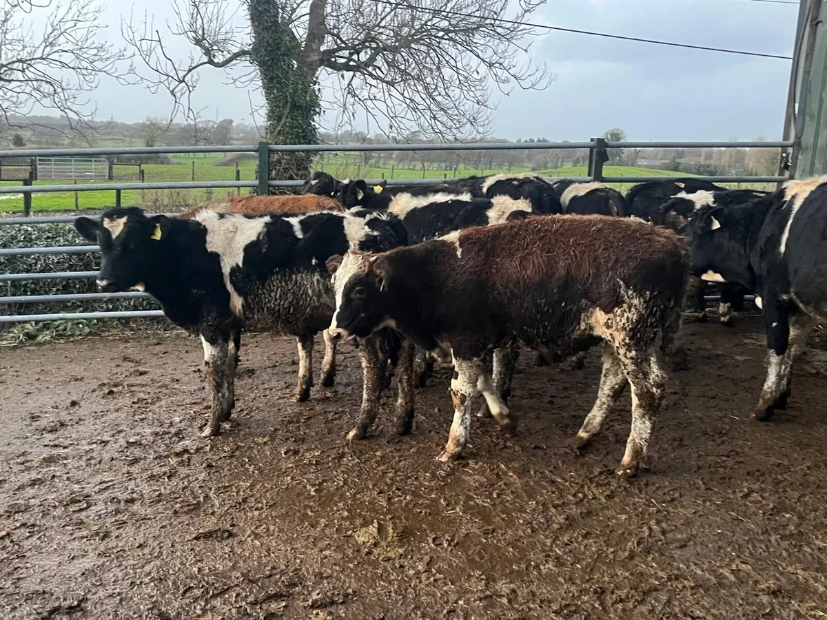 12 super British  Frisian bull weanlings - Image 1