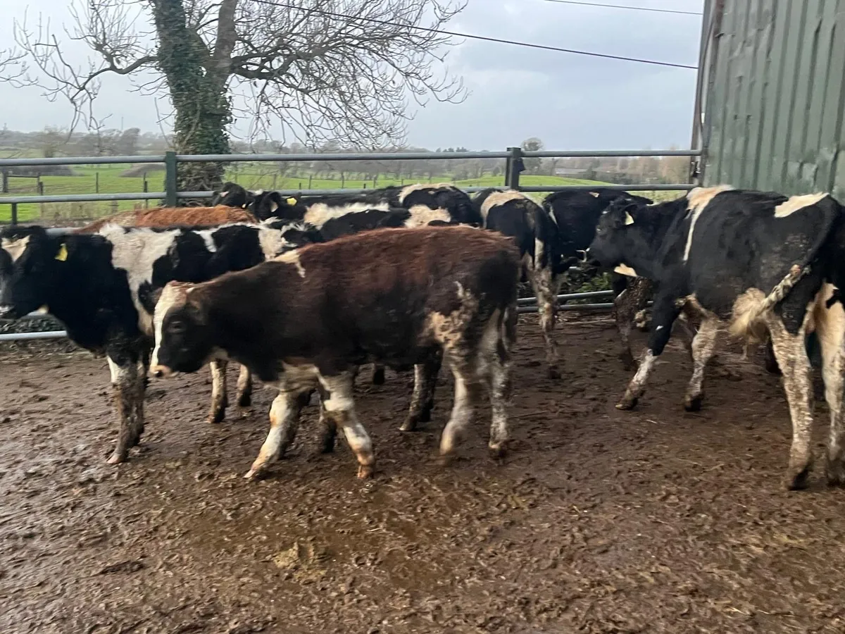 12 super British  Frisian bull weanlings - Image 2