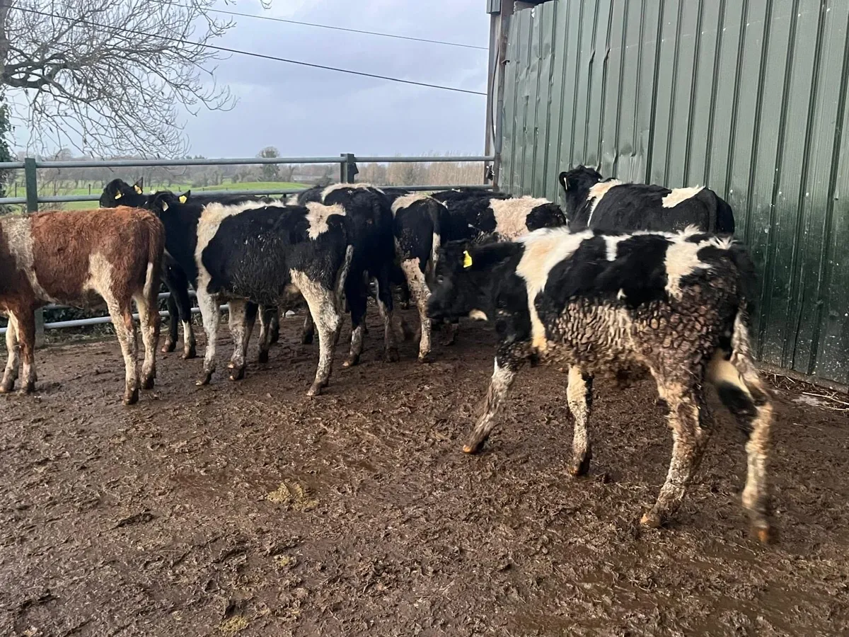 12 super British  Frisian bull weanlings - Image 3