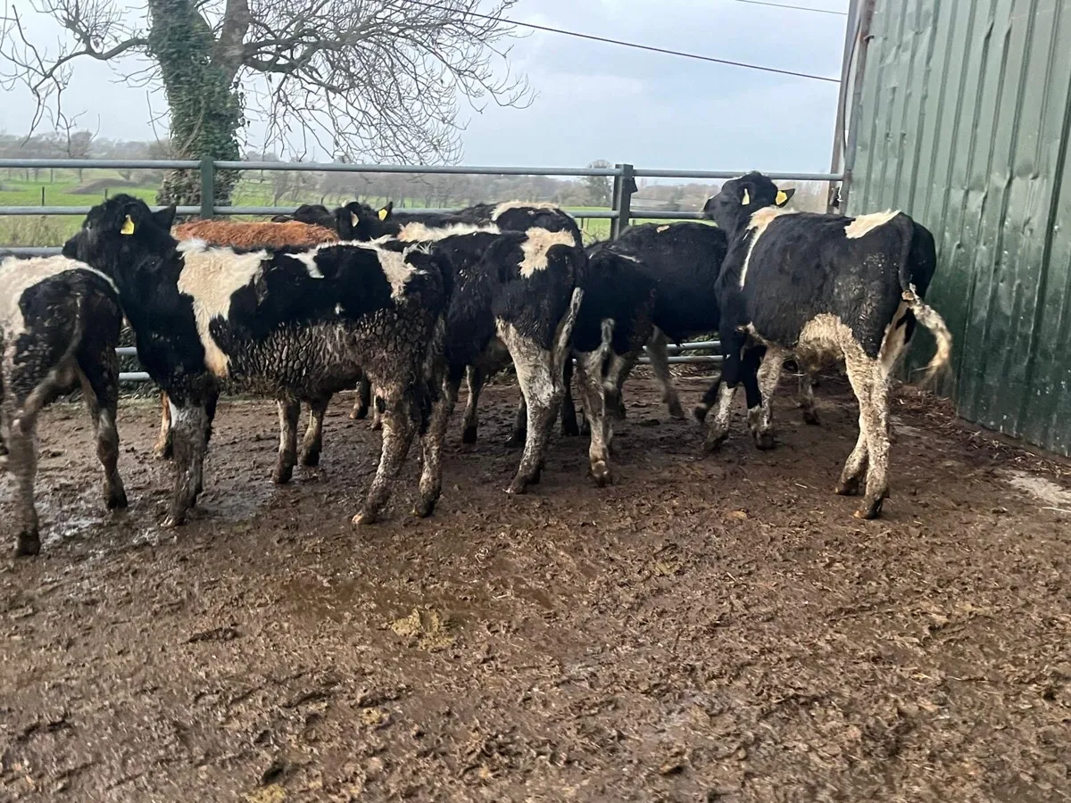 12 super British  Frisian bull weanlings - Image 4