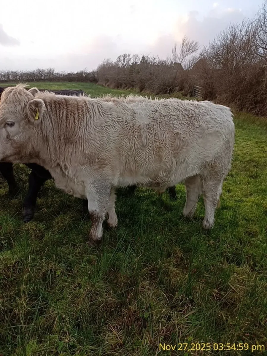 Organic cattle     For Sale - Image 1