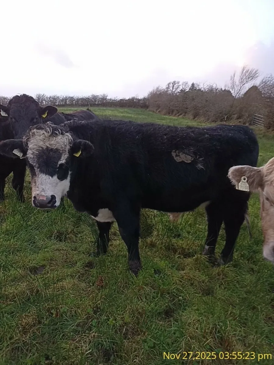 Organic cattle     For Sale - Image 2