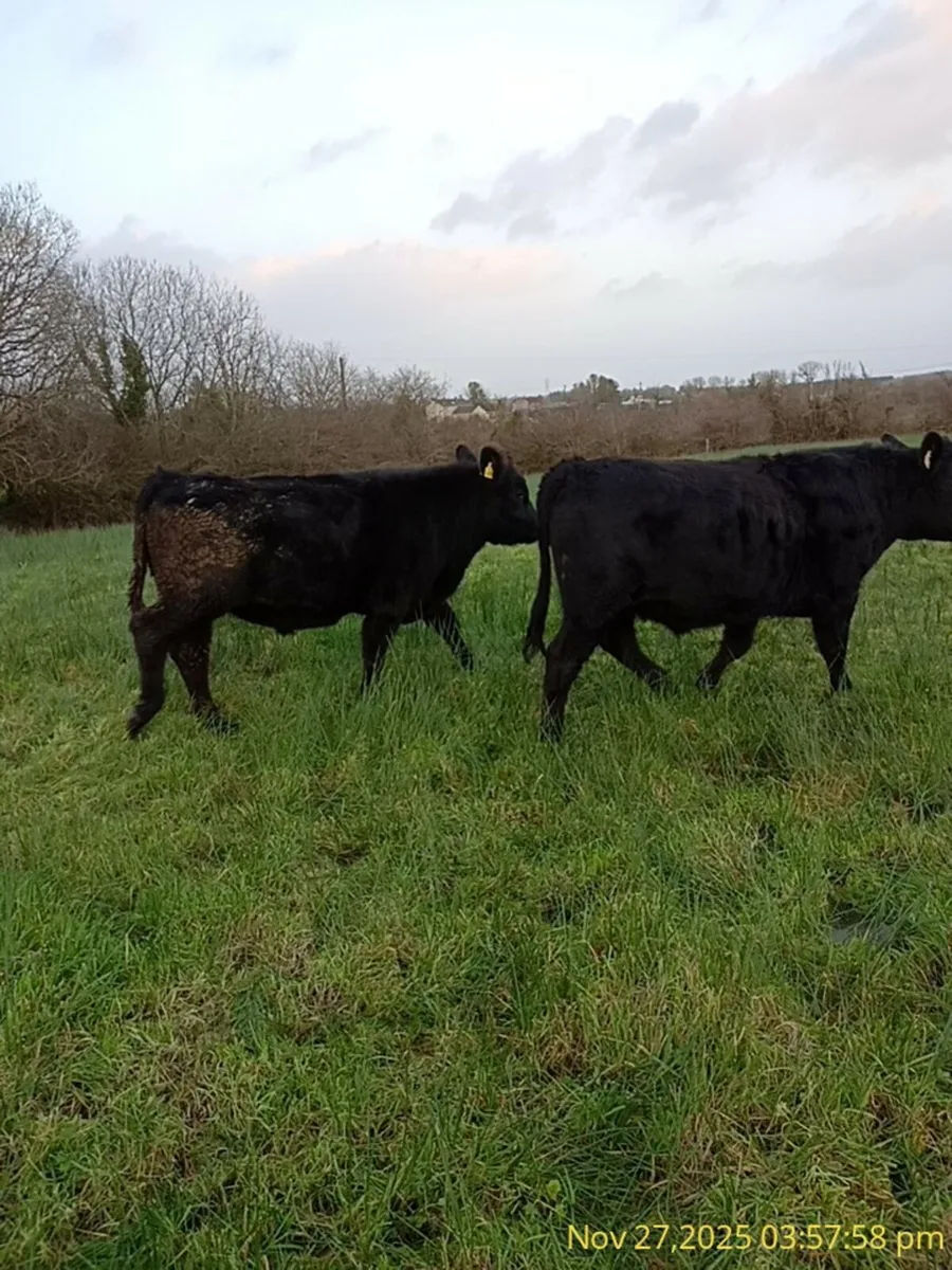 Organic cattle     For Sale - Image 3