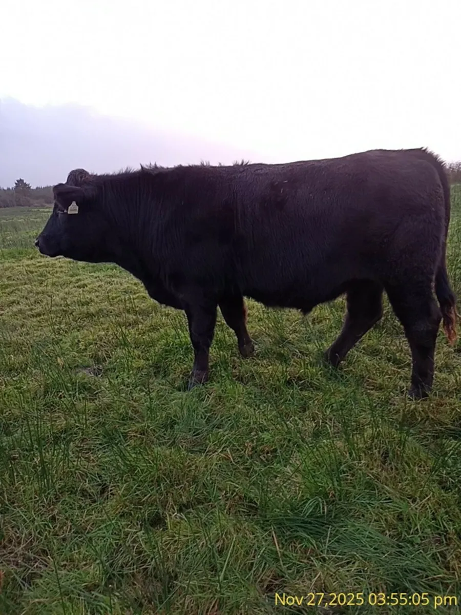 Organic cattle     For Sale - Image 4