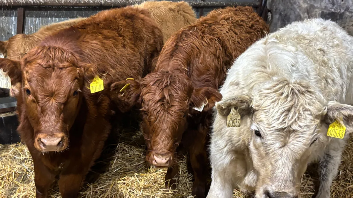 4 Lovely Quality Heifer Wealings - Image 4