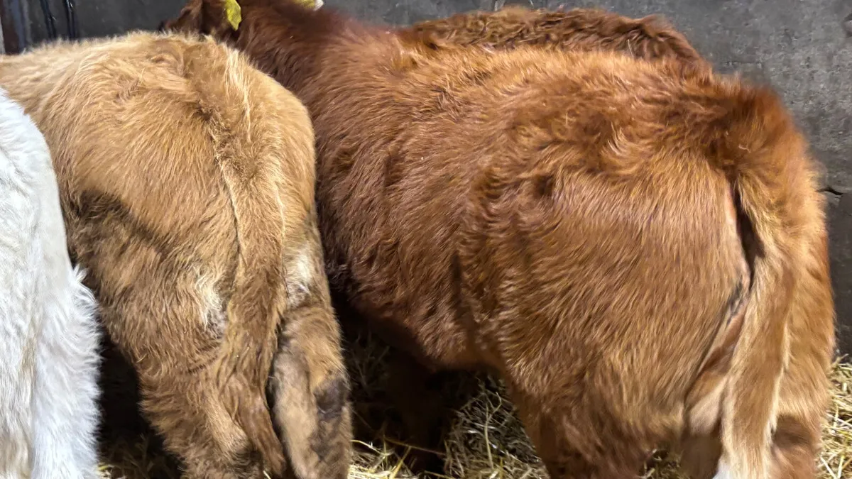 4 Lovely Quality Heifer Wealings - Image 3