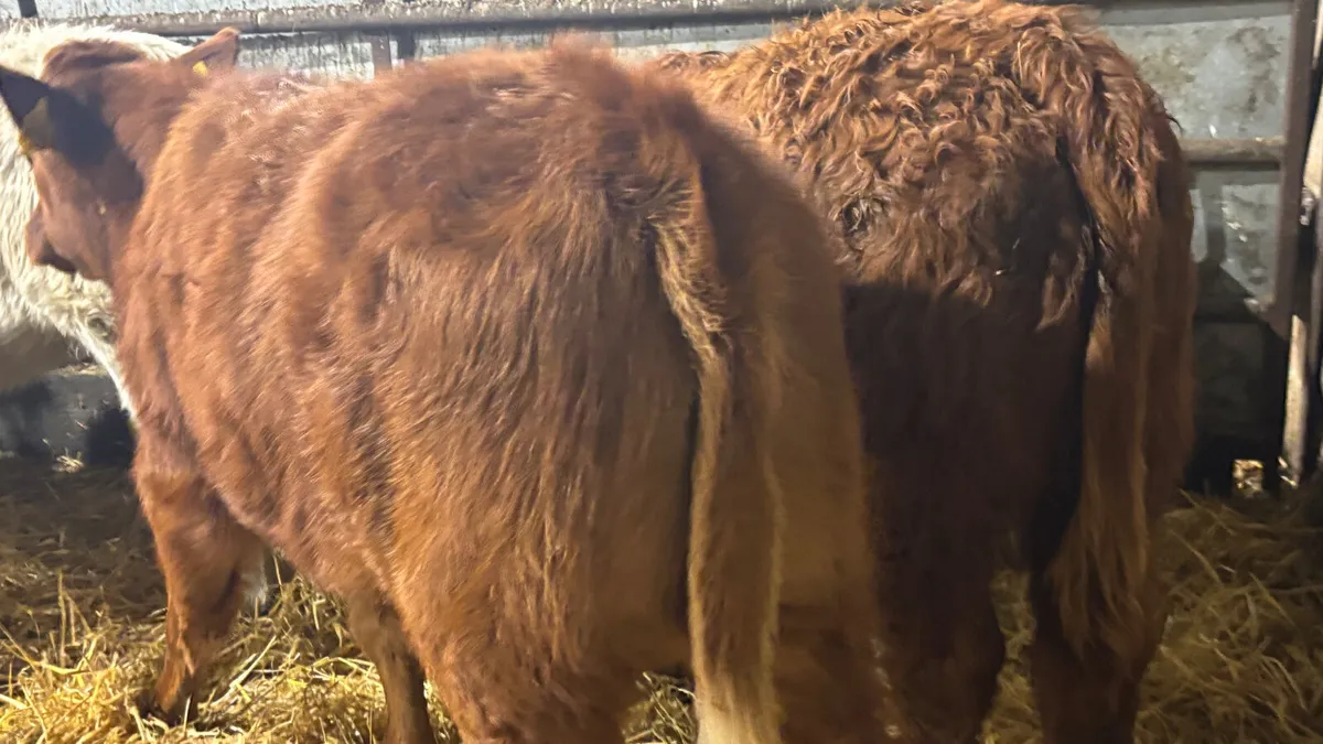 4 Lovely Quality Heifer Wealings - Image 2