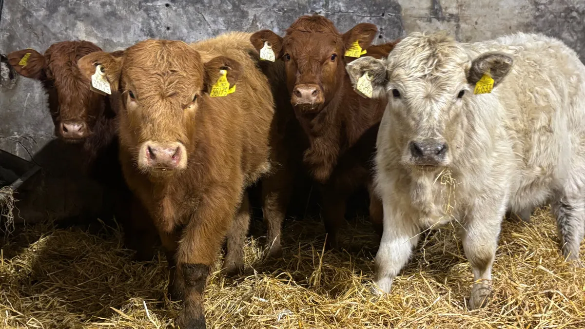 4 Lovely Quality Heifer Wealings - Image 1