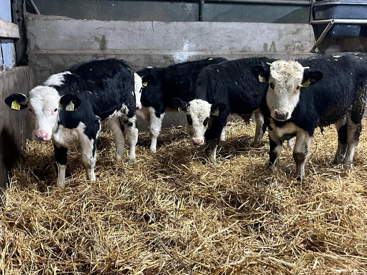 4 super  Hereford bull  weanlings - Image 1