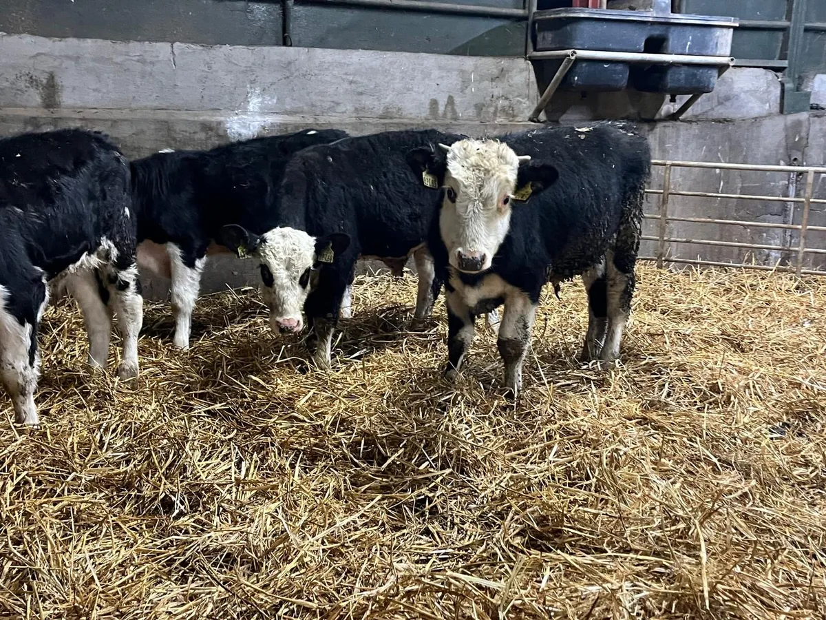 4 super  Hereford bull  weanlings - Image 2