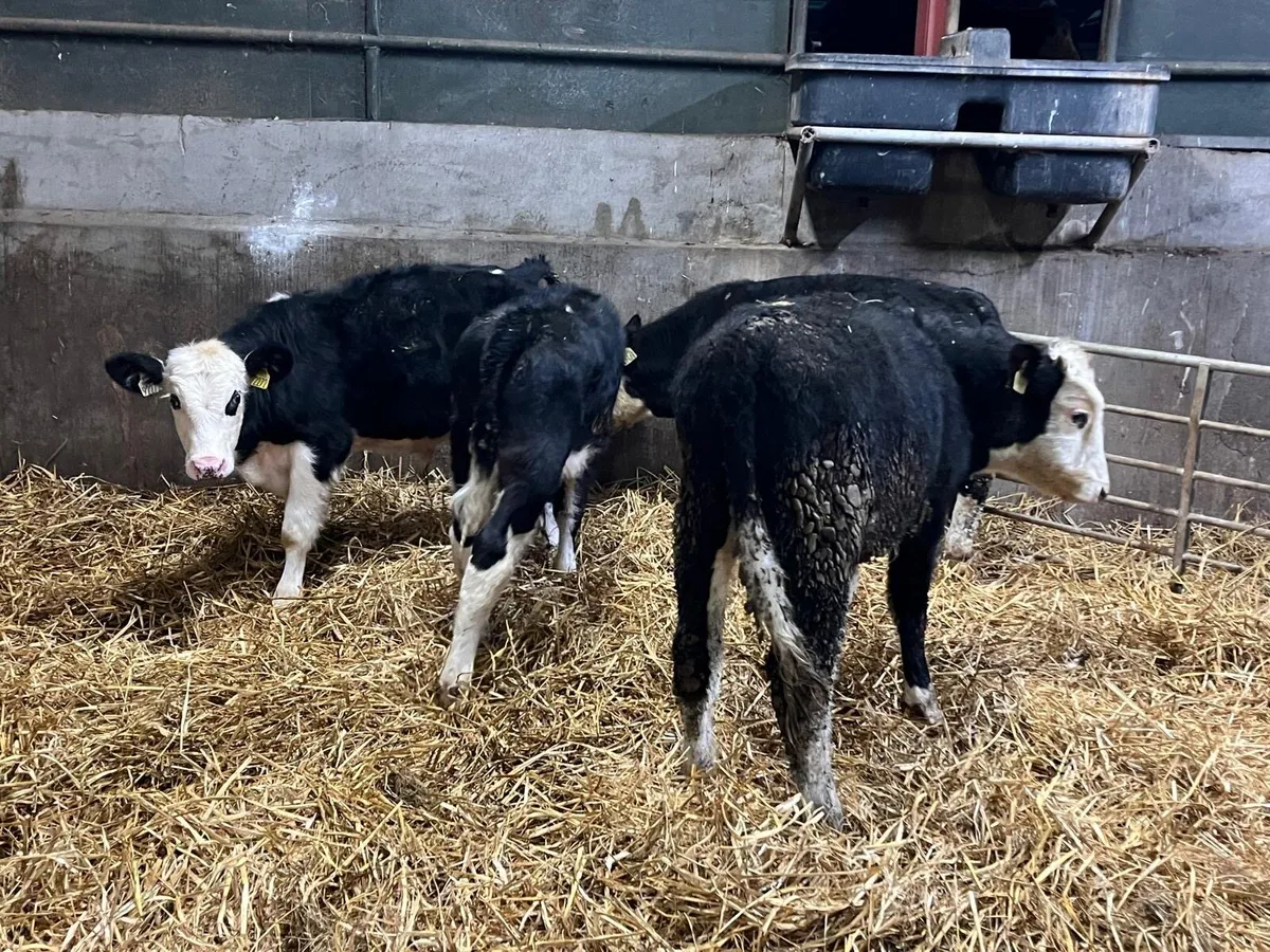 4 super  Hereford bull  weanlings - Image 3