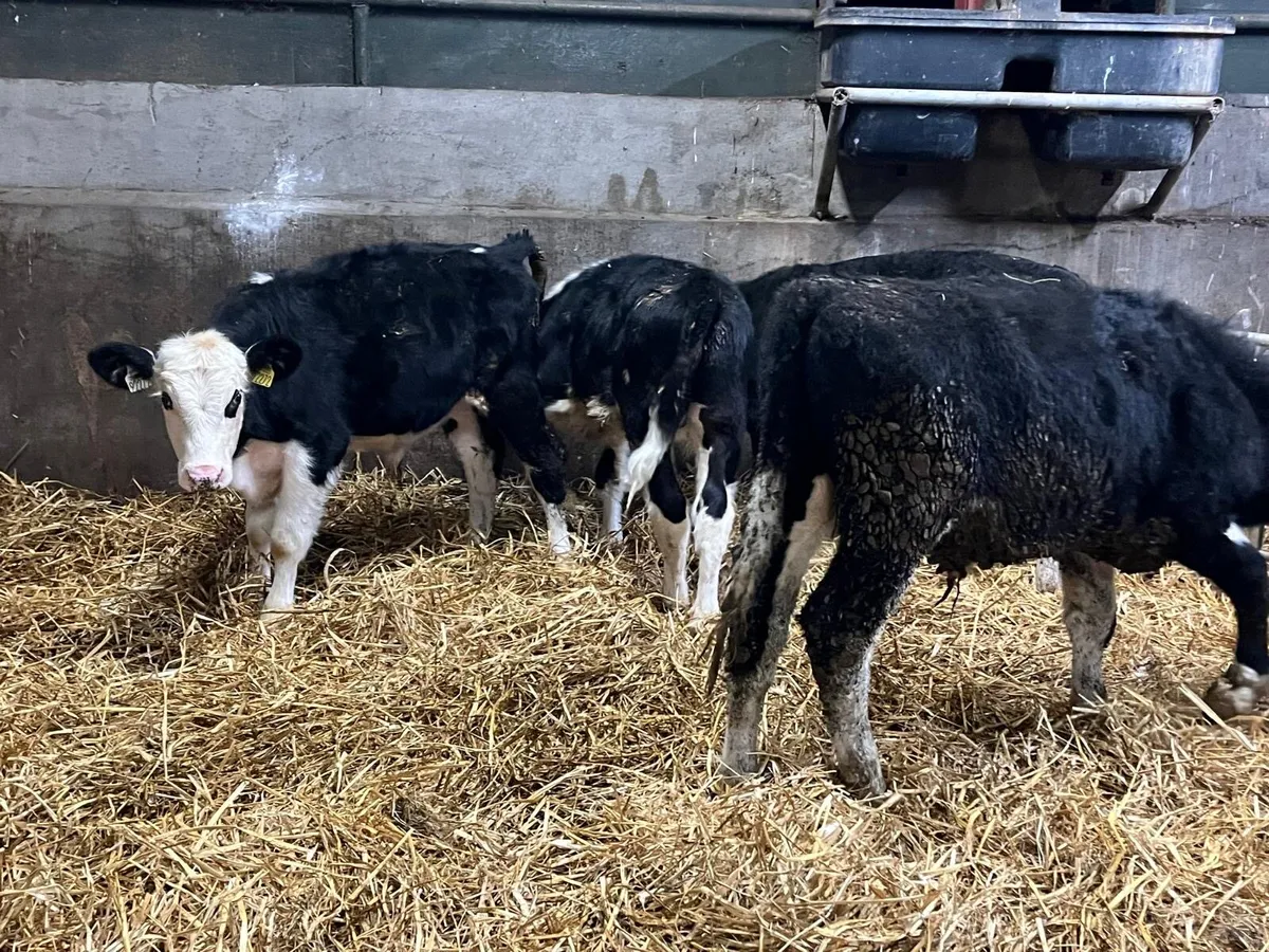 4 super  Hereford bull  weanlings - Image 4