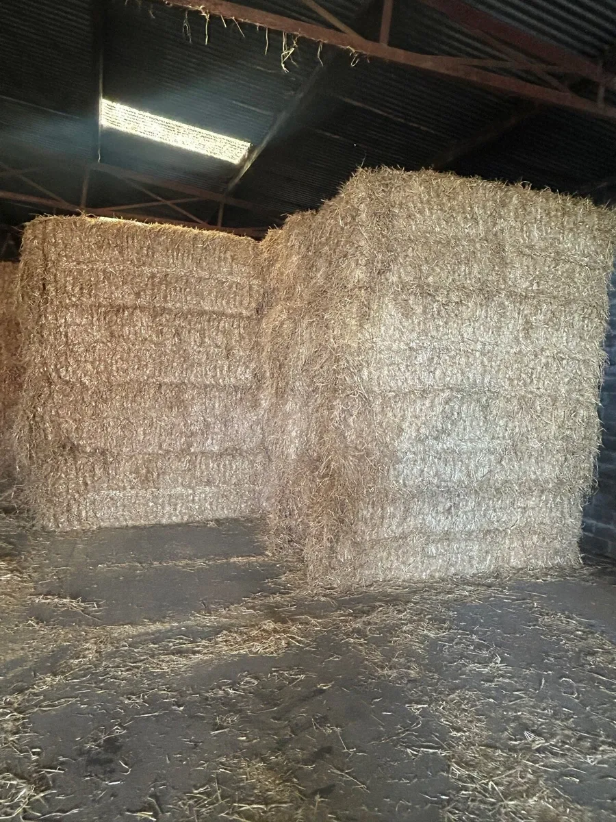 Spring Barley Straw - Image 1