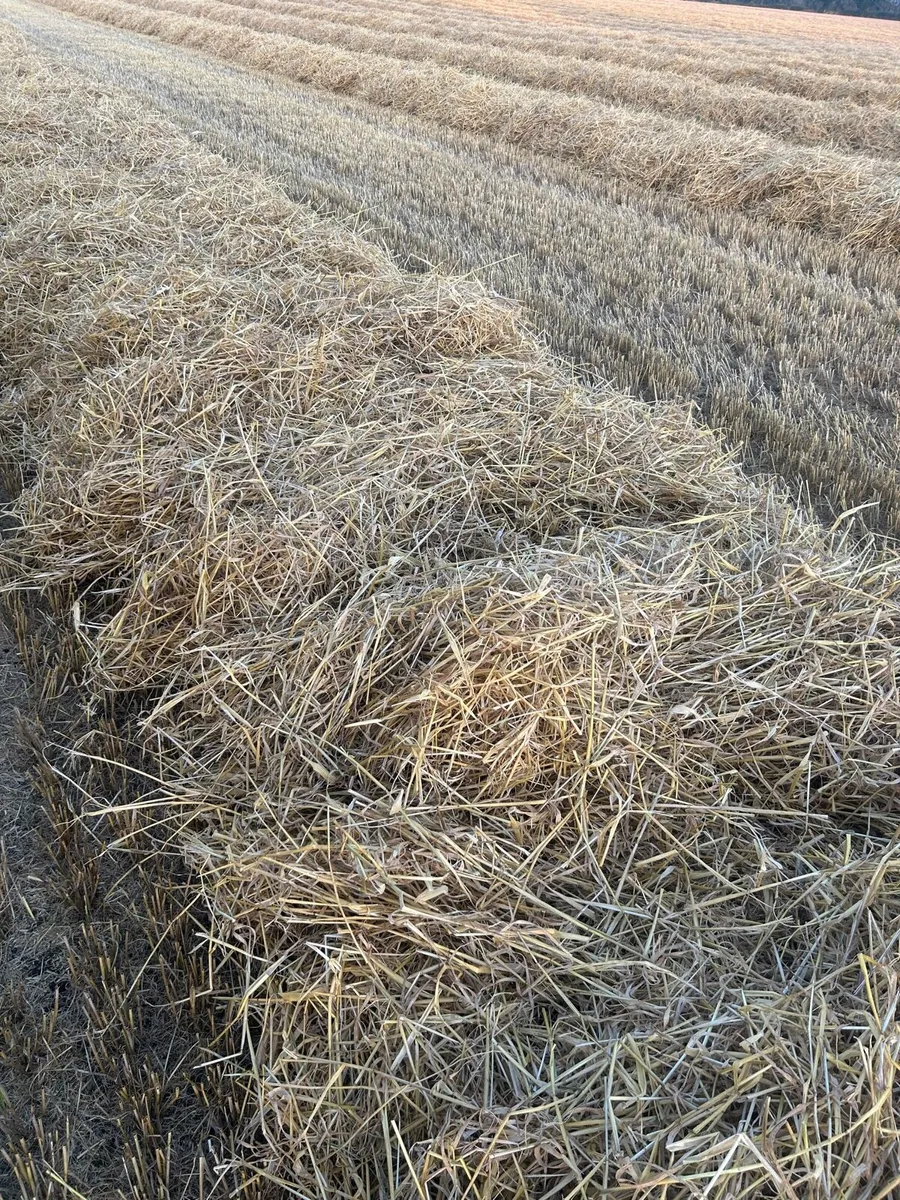 Spring Barley Straw - Image 2