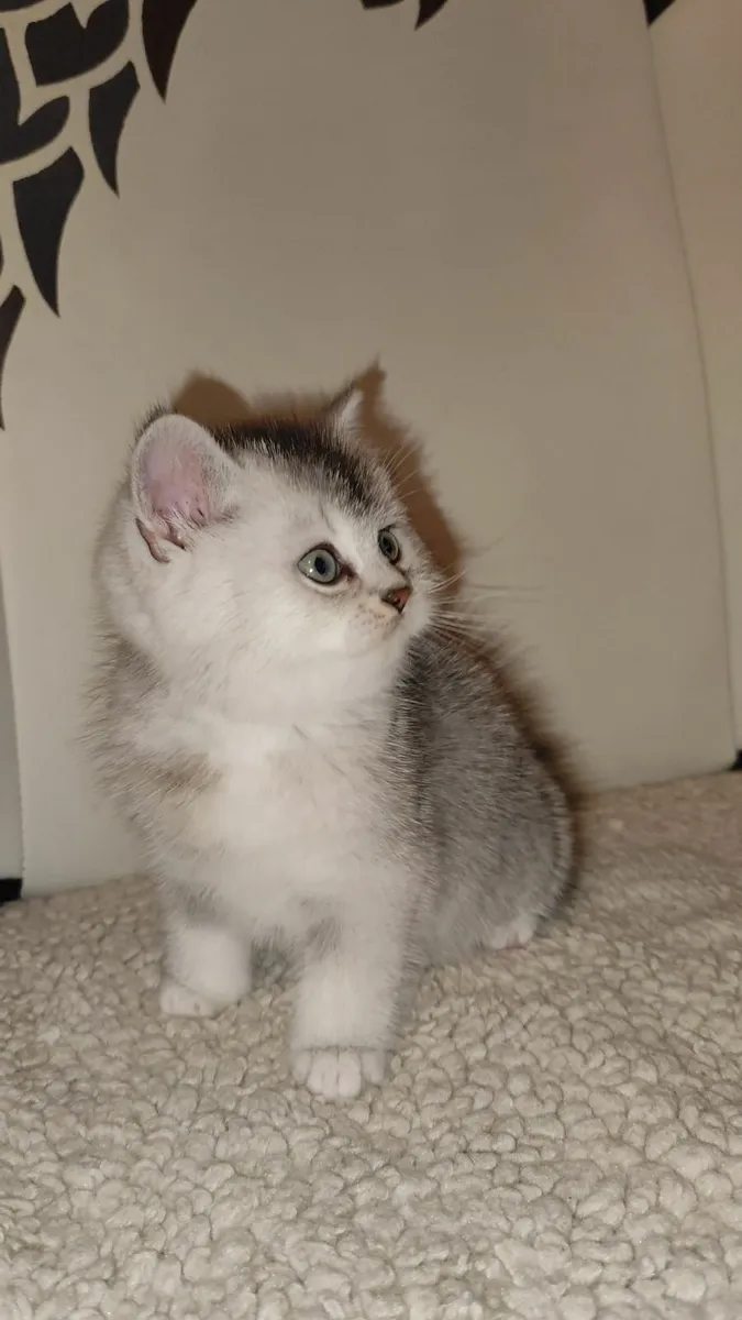 💙 Gorgeous Ragdoll BSH Kitten - Last Boy! 💙 - Image 1